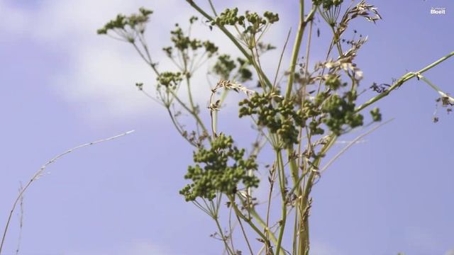 De duistere kant van planten | Alles Wat Bloeit смотреть онлайн