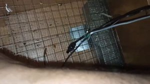 Инкубация перепелов в самодельном инкубаторе. Вывод