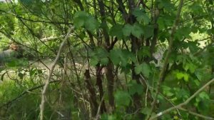 Эндуро гонка "Всегда готов" категории "Золото и серебро"