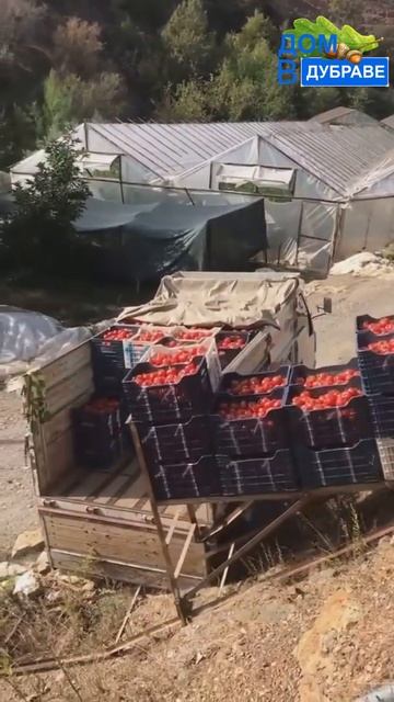 Садоводы и огородники те ещё инженеры! | Саженцы и семена по суперпредложениям ссылка в описании смотреть онлайн