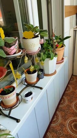 Все цветочки на выгуле