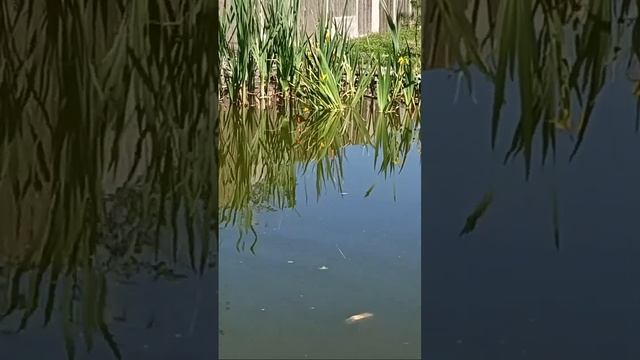 У каналі Artem Shparlo відбувається прямий ефір. смотреть онлайн