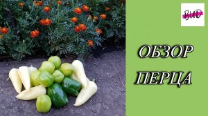 ОБЗОР СОРТОВ ПЕРЦА НА МОЕМ УЧАСТКЕ 2023.