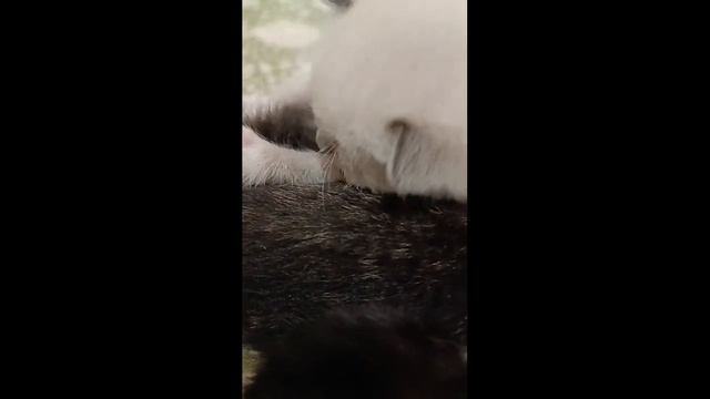 Котёнок сосёт лапку #88 смотреть онлайн