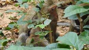 Pity Hungry Baby Was Bite - Beat Down To Ground By Angrily Mom As Her Baby Screech For Milk Nonstop