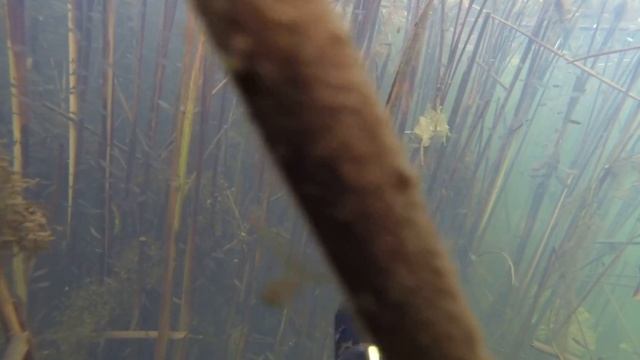 сүңгу аңшылығы Қобда, Жарық смотреть онлайн