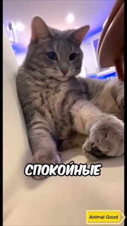 А какого окраса ваша кошка 😉 #хочуврек #кот #кошка #shorts