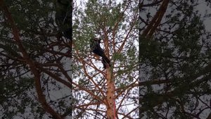 Пример обрезки сосны и подъема на дерево