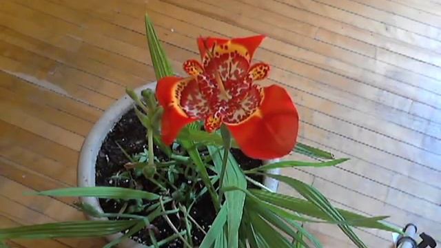 Tigridia Time Lapse - Computer.m4v смотреть онлайн