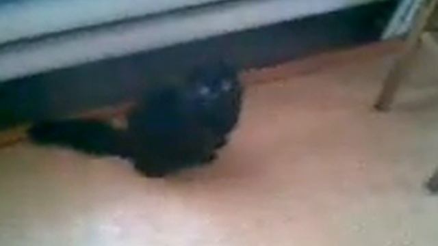 Коты Угар Жесть 2015 Смотреть Всем! смотреть онлайн