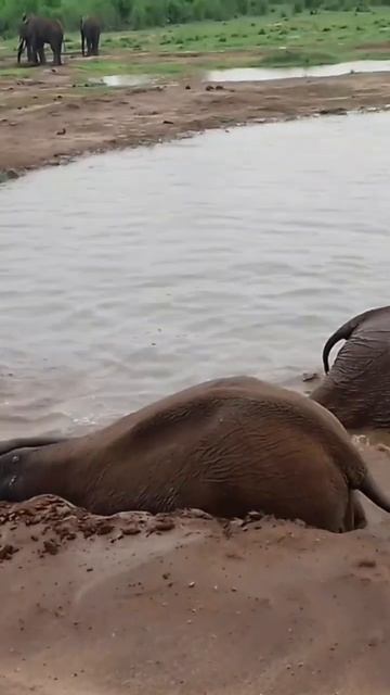 Elephants swim Closer To People смотреть онлайн