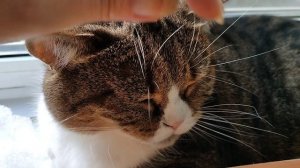 Кот. Покой и умиротворение. Расслабляемся вместе.