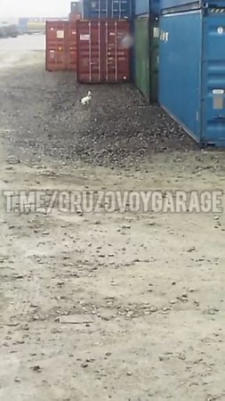 Заяц на терминал в гости заходил🐇