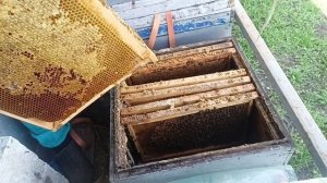 18 апреля. сколько расплода в пчелосемьях.осмотр маточной семьи.