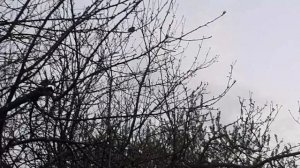 Красивое пение скворцов.В деревне