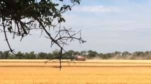 Как комбайн убирает пшеницу