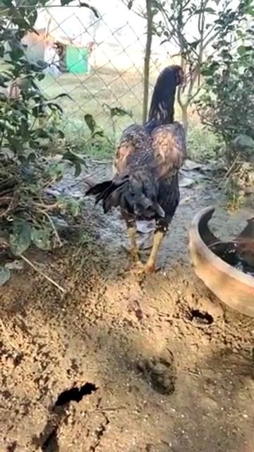 #asil lover । for more info watsp 7471168616 смотреть онлайн