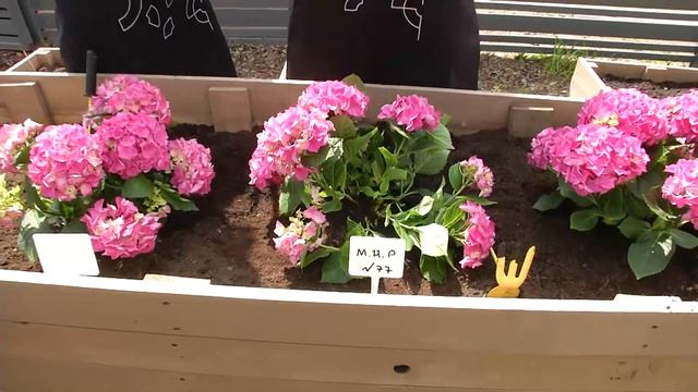 И.Метшин ознакомился с ходом реализации экологических проектов в Горкинско-Ометьевском лесу смотреть онлайн