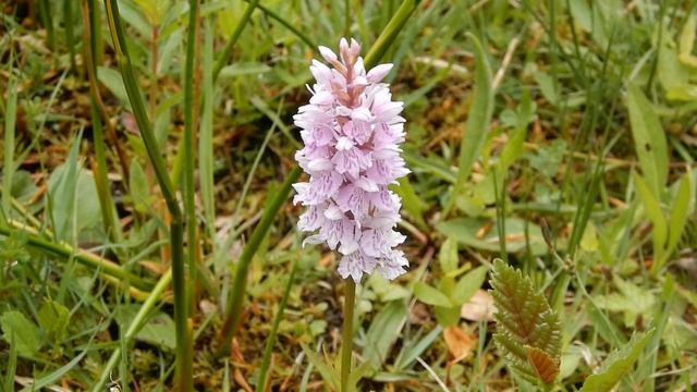 20240525 03 Rockanje heemtuin Tenellaplas Gevlekte Orchis смотреть онлайн