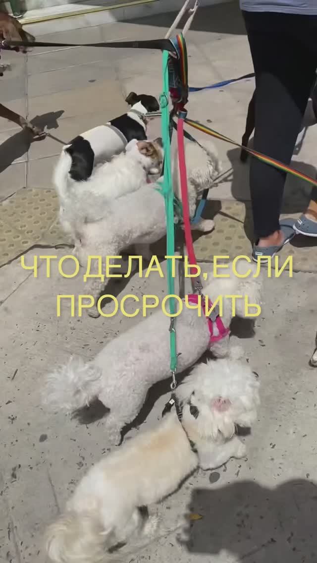 Что делать если вы просрочили туристическое нахождение в Аргентине?