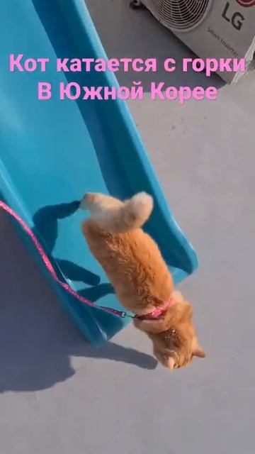 Кот катается с горки в Корее смотреть онлайн