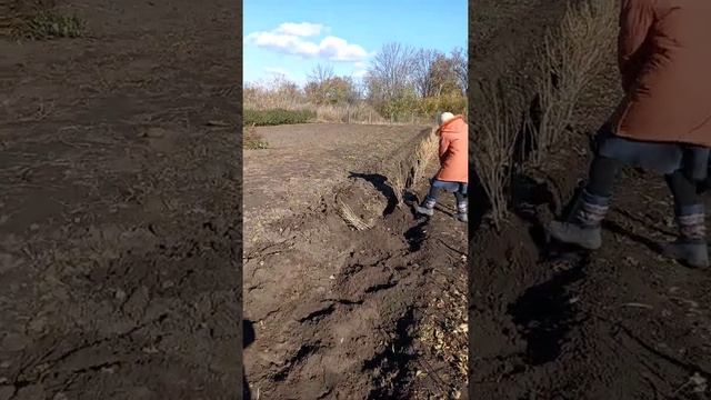 Выкопка саженцев смородины осенью 2021г.