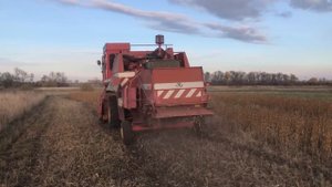 Молотимо експериментальну сою, посіяну 29 червня. Комбайн Massey Ferguson 487