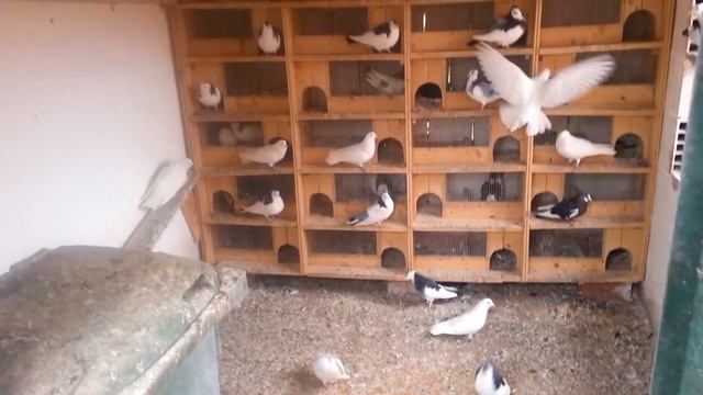 Mite смотреть онлайн