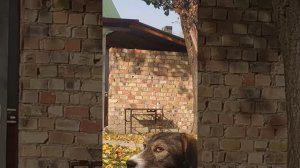 Хатсан Альфа с газовой пружиной. обзор меткосьти. Ноябрь 2020