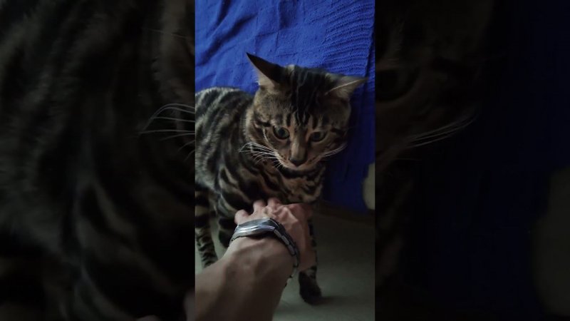 Ninja cat