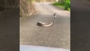 Amazing , Perkawinan para binatang yang waw