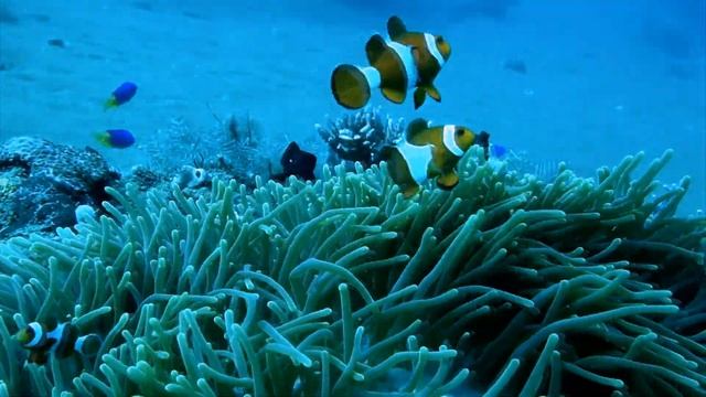 Diving Dauin and Malapascua, Phillipines смотреть онлайн