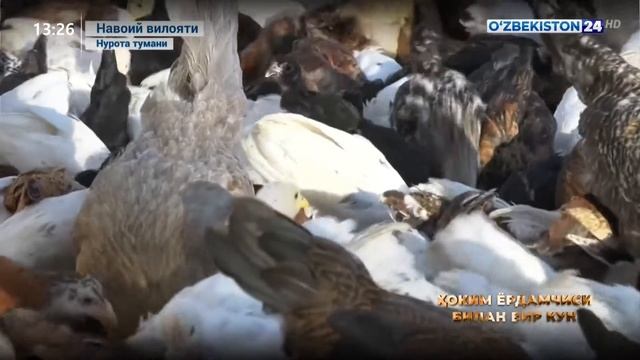 Ҳоким ёрдамчиси билан бир кун | Навоий вилояти Нурота тумани