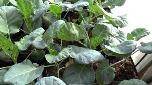 Брюссельская и белокочанная капуста на подоконнике.