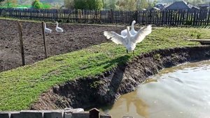 Добрыня охраняет свою гусыню Кнопочку