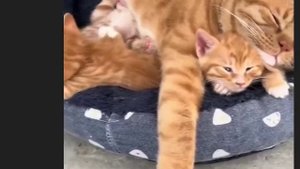 Рыжая семейка