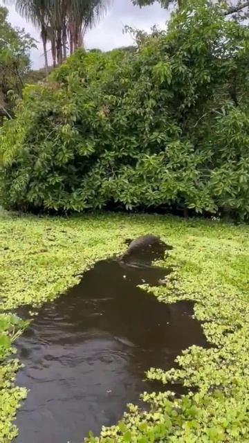 anaconda en Río Amazonas 