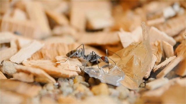 Camponotus singularis trinkend смотреть онлайн