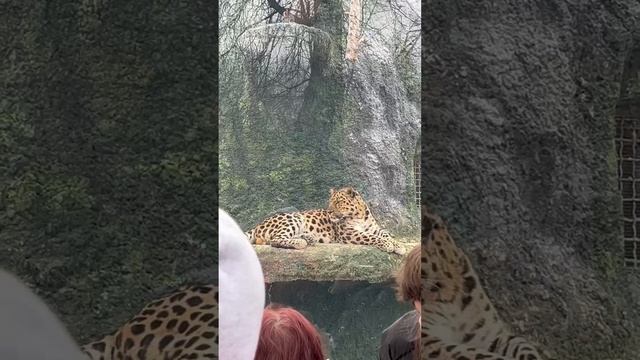 Дикие кошки Московского зоопарка🐯🦁
#московскийзоопарк #отдыхвмоскве
