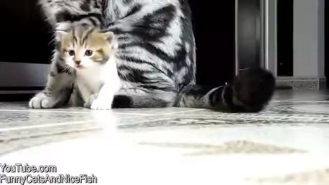 Веселые котята