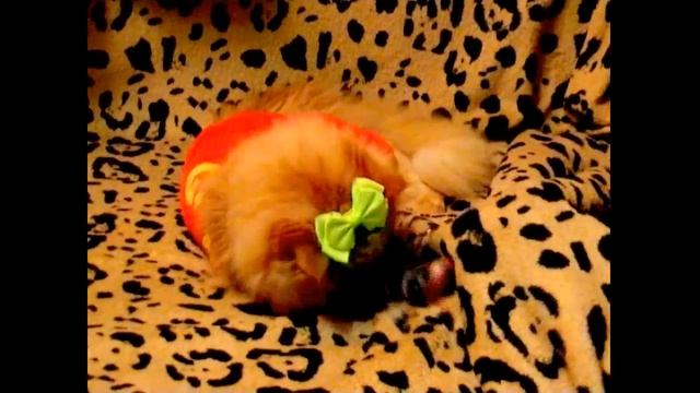 На лабутенах  Glamorous cat смотреть онлайн