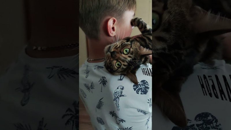 Колбаса зубастая #cat #bengalcat  #bengal