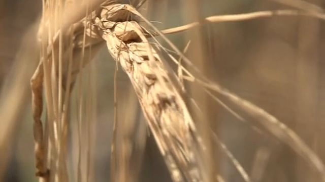 "БИО-ТОН". Уборочная в чёрновском подразделении 29 августа смотреть онлайн