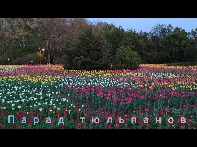Парад тюльпанов. Поля из 150000 тюльпанов расцвели в Ботаническом саду Краснодара