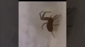 🕷️ нашла я ЭТО в сарае, ОНО уже проснулось и ОНО большое, еще и пританцовывает🧐😵💫