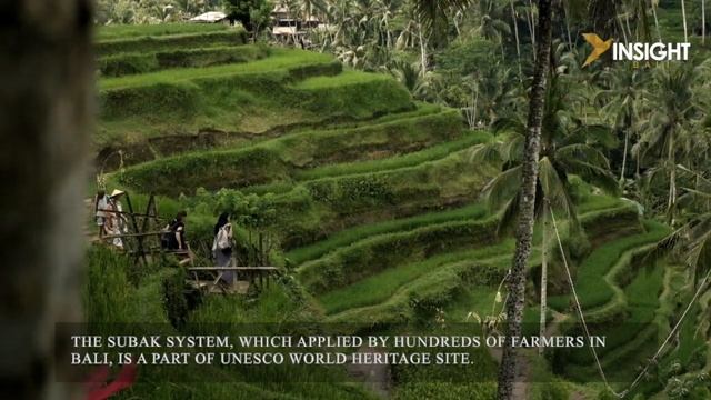 Tegallalang Rice Terrace: The Enchanting Beauty of Motherland by Insight Bali