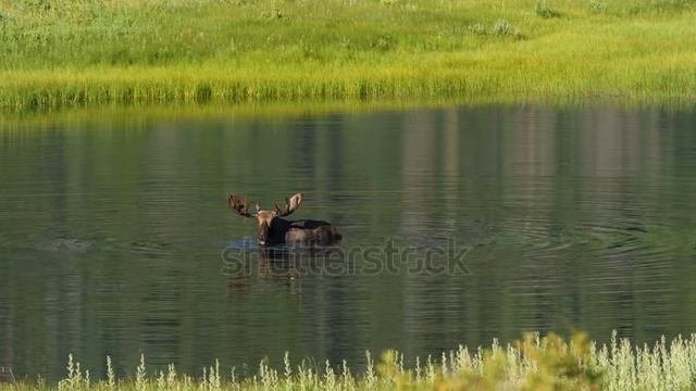животные