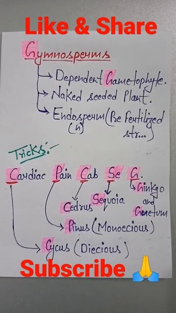 Trick To Learn Examples Of Gymnosperms NCERT Based. смотреть онлайн