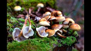 Ложноопенок серопластинчатый