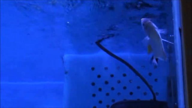 60虎皮王雌魚(斑馬燕 香港)Genicanthus melanospilos female(Spotbreast angelfish) смотреть онлайн